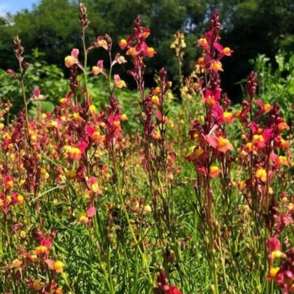 Lnice marocká Licilia Peach - Linaria maroccana - prodej semen - 30 ks
