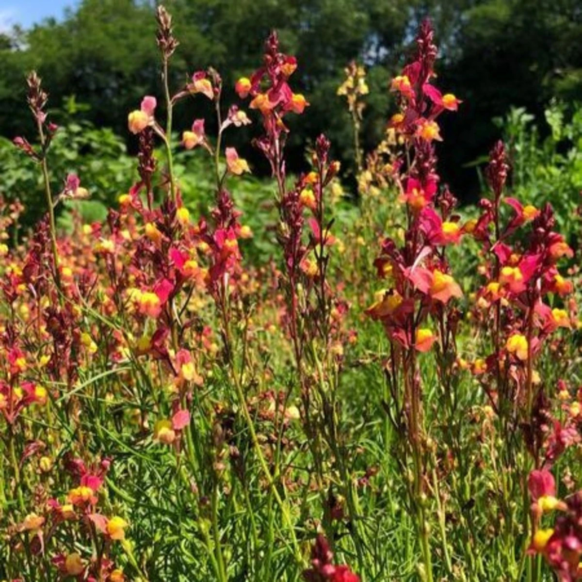 Lnice marocká Licilia Peach - Linaria maroccana - prodej semen - 30 ks