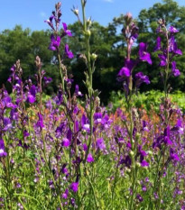 Lnice marocká Licilia Azure - Linaria maroccana - prodej semen - 100 ks