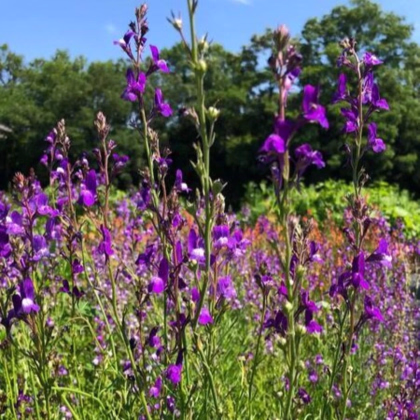 Lnice marocká Licilia Azure - Linaria maroccana - prodej semen - 30 ks
