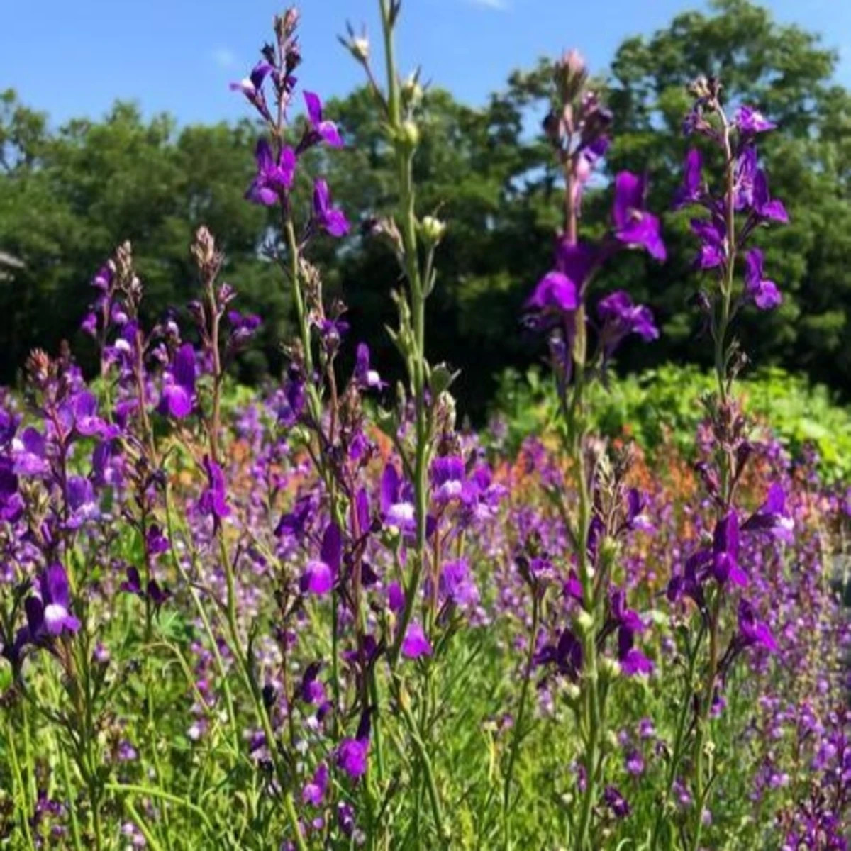 Lnice marocká Licilia Azure - Linaria maroccana - prodej semen - 30 ks