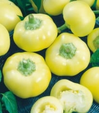 Paprika roční Jablina F1 - Capsicum annuum - prodej semen - 10 ks