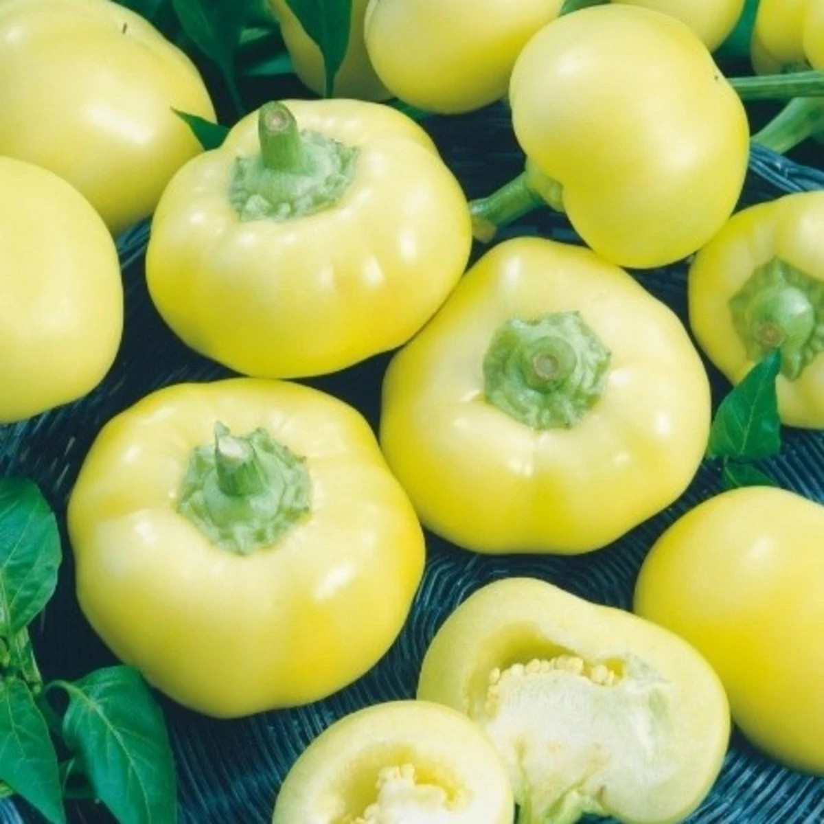 Paprika roční Jablina F1 - Capsicum annuum - prodej semen - 10 ks