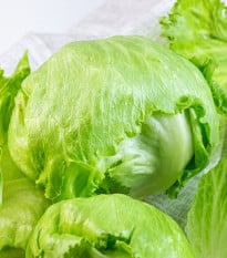 Salát ledový Stamir - Lactuca sativa L. var. capitala - prodej semen - 300 ks