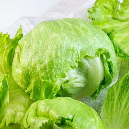 Salát ledový Stamir - Lactuca sativa L. var. capitala - prodej semen - 300 ks