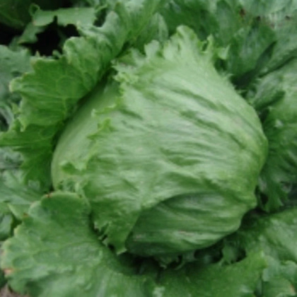 Salát ledový Stamir - Lactuca sativa L. var. capitata - prodej semen - 300 ks