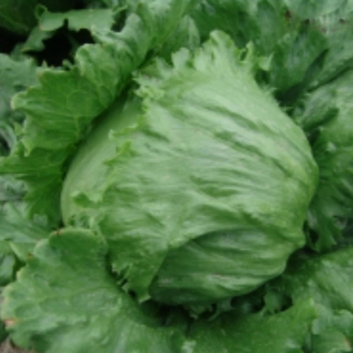 Salát ledový Stamir - Lactuca sativa L. var. capitata - prodej semen - 300 ks