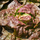 Salát ledový Derel - Lactuca sativa L. var. capitata - prodej semen - 200 ks