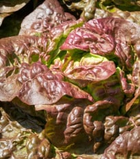 Salát ledový Derel - Lactuca sativa L. var. capitata - prodej semen - 200 ks