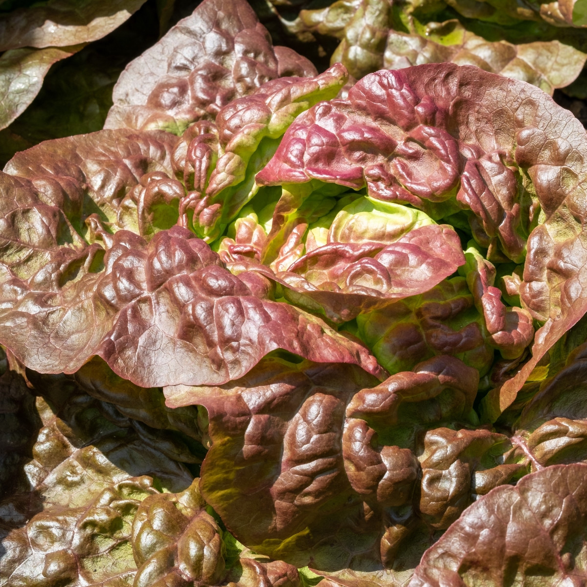 Salát ledový Derel - Lactuca sativa L. var. capitata - prodej semen - 200 ks
