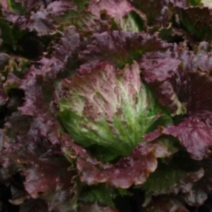 Salát ledový Derel - Lactuca sativa L. var. capitata - prodej semen - 200 ks