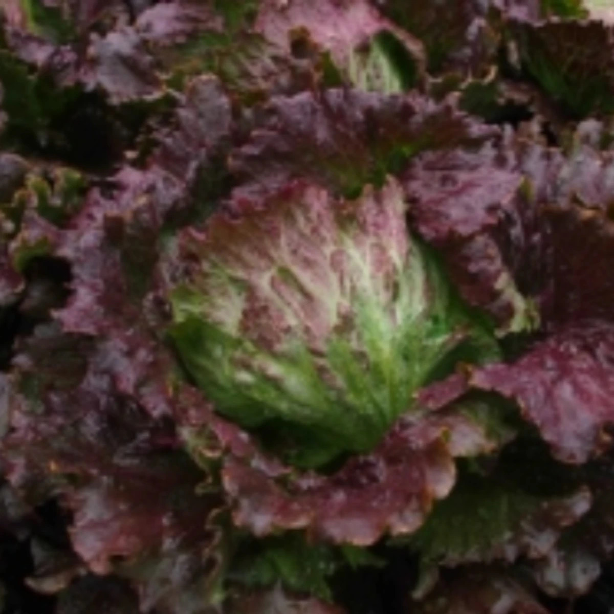 Salát ledový Derel - Lactuca sativa L. var. capitata - prodej semen - 200 ks