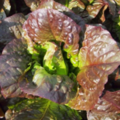 Salát římský Galba - Lactuca sativa var. longifolia - prodej semen - 200 ks