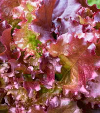 Salát římský Galba - Lactuca sativa var. longifolia - prodej semen - 200 ks