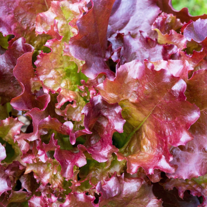 Salát římský Galba - Lactuca sativa var. longifolia - prodej semen - 200 ks