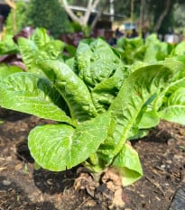 Salát římský Bertolt - Lactuca sativa var. longifolia - prodej semen - 200 ks