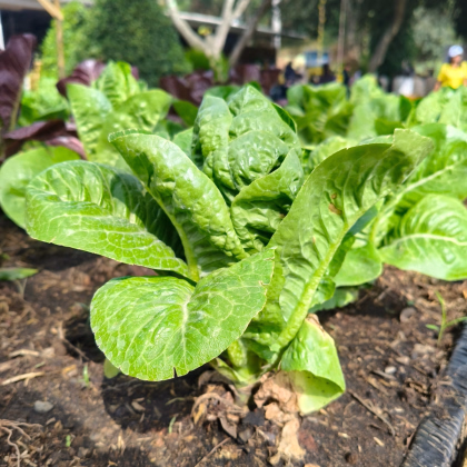 Salát římský Bertolt - Lactuca sativa var. longifolia - prodej semen - 200 ks