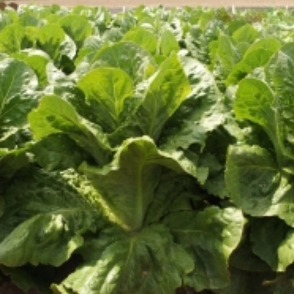 Salát římský Bertolt - Lactuca sativa var. longifolia - prodej semen - 200 ks