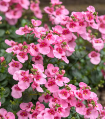 Ostruhatka barbeřina Pink Queen - Diascia barbeae - prodej semen - 50 ks