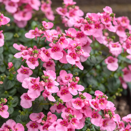 Ostruhatka barbeřina Pink Queen - Diascia barbeae - prodej semen - 50 ks