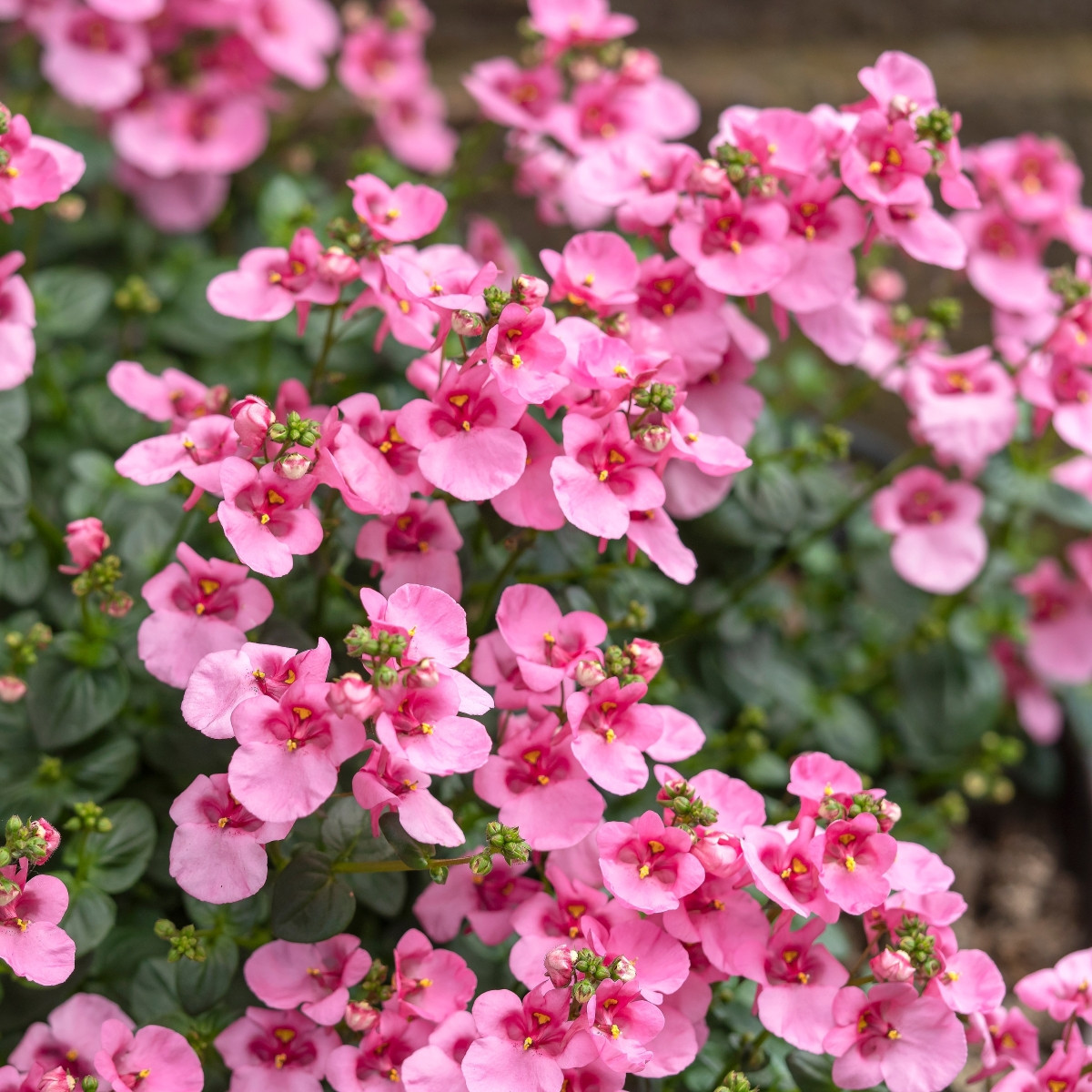 Ostruhatka barbeřina Pink Queen - Diascia barbeae - prodej semen - 50 ks