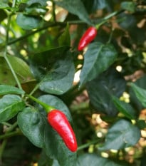 Chilli Zimbabwe Birds eye - Capsicum chinense - prodej semen - 8 ks