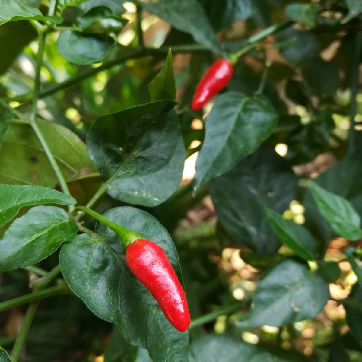 Chilli Zimbabwe Birds eye - Capsicum chinense - prodej semen - 8 ks