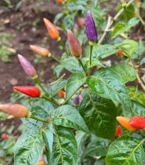 Chilli Gusto purple - Capsicum annuum - prodej semen - 8 ks