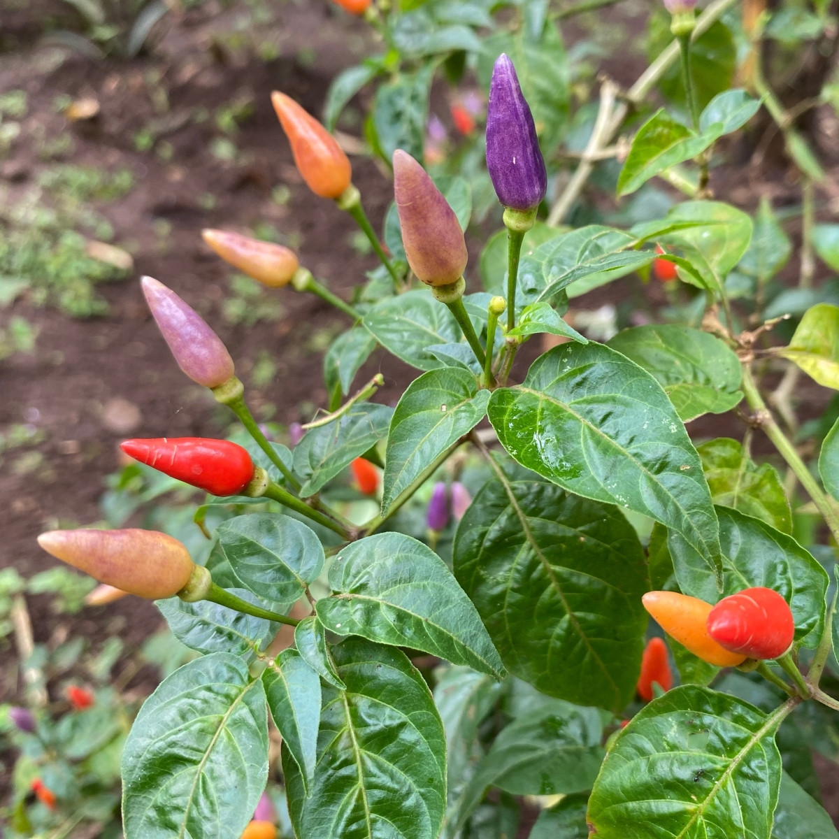 Chilli Gusto purple - Capsicum annuum - prodej semen - 8 ks