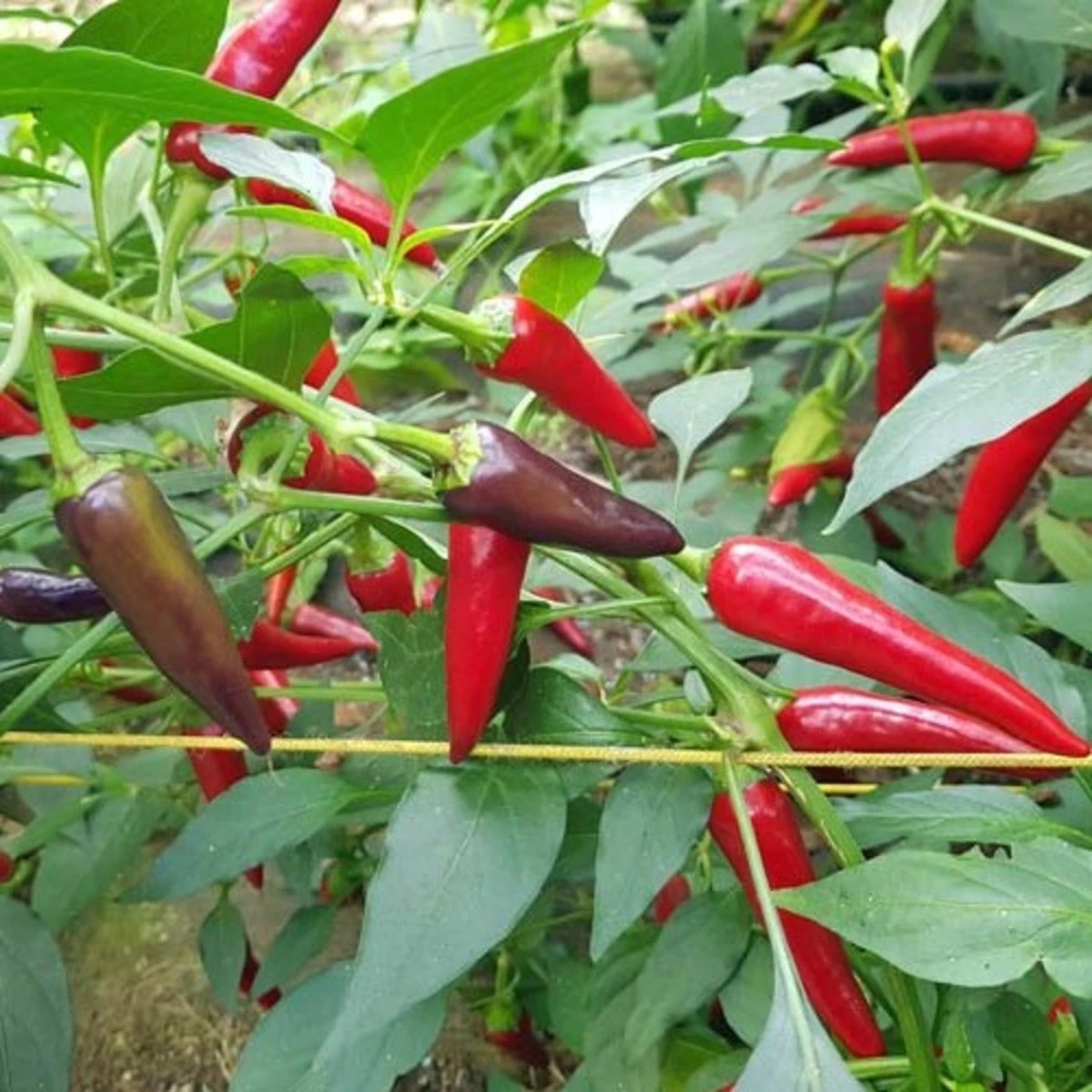 Chilli Gusto purple - Capsicum annuum - prodej semen - 8 ks