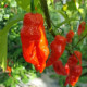 Chilli Shabu Shabu - Capsicum chinense - prodej semen - 8 ks