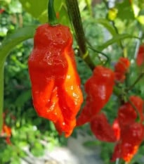 Chilli Shabu Shabu - Capsicum chinense - prodej semen - 8 ks