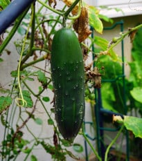 Okurka salátová Marketmore - Cucumis sativus - prodej semen - 10 ks