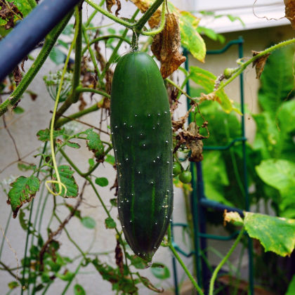 Okurka salátová Marketmore - Cucumis sativus - prodej semen - 10 ks