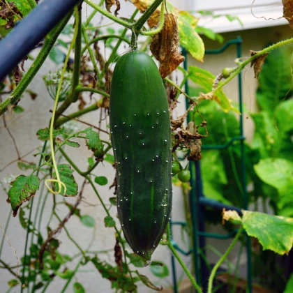 Okurka salátová Marketmore - Cucumis sativus - prodej semen - 10 ks
