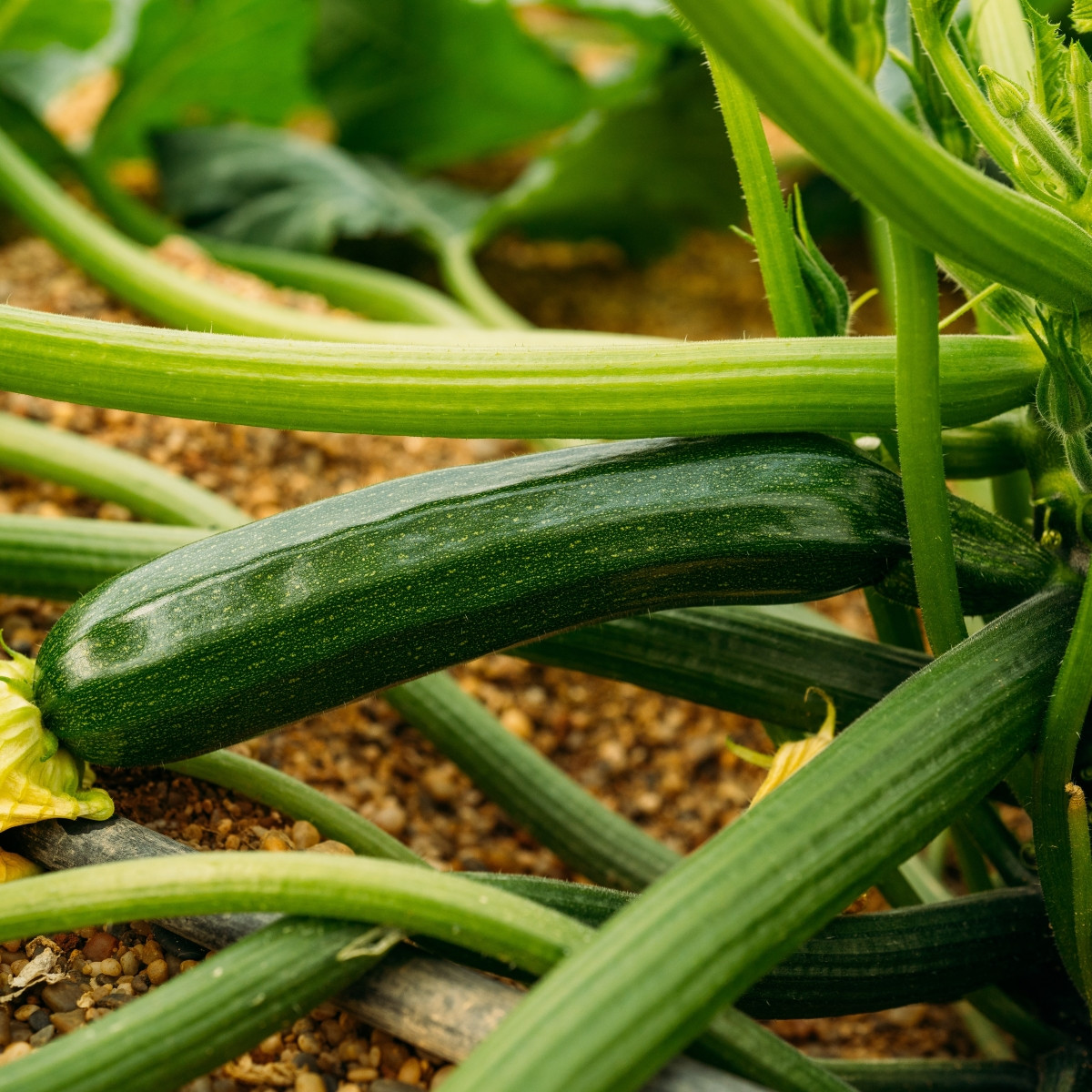 BIO Cuketa Kimber F1 - Cucurbita pepo - prodej bio semen - 5 ks