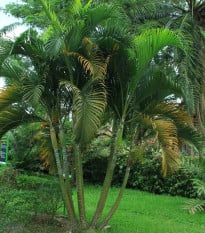 Palma Ptychosperma - Ptychosperma sp. Black fruit - prodej semen - 3 ks