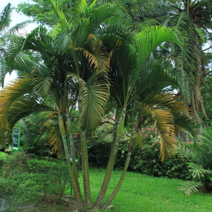 Palma Ptychosperma - Ptychosperma sp. Black fruit - prodej semen - 3 ks