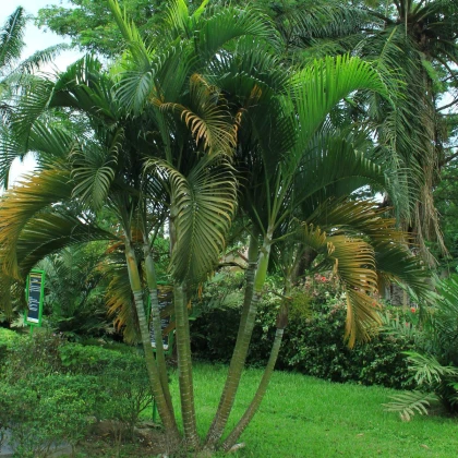 Palma Ptychosperma - Ptychosperma sp. Black fruit - prodej semen - 3 ks