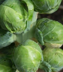 BIO Kapusta růžičková Igor F1 - Brassica oleracea - prodej bio semen - 20 ks