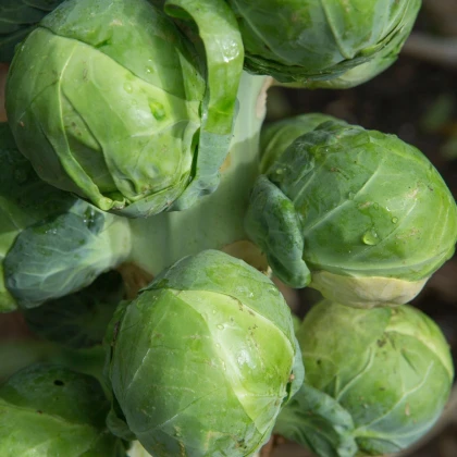BIO Kapusta růžičková Igor F1 - Brassica oleracea - prodej bio semen - 20 ks