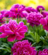 Pivoňka Karl Rosenfield - Paeonia lactiflora - prodej cibulovin - 1 ks