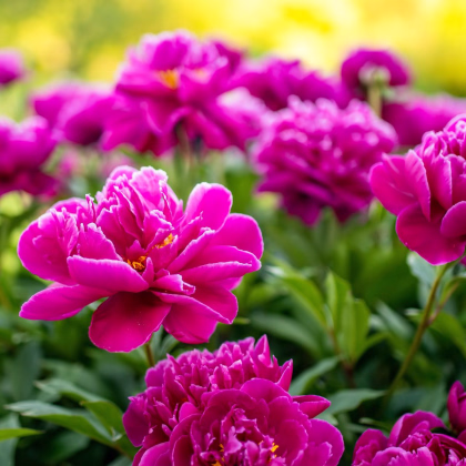 Pivoňka Karl Rosenfield - Paeonia lactiflora - prodej cibulovin - 1 ks