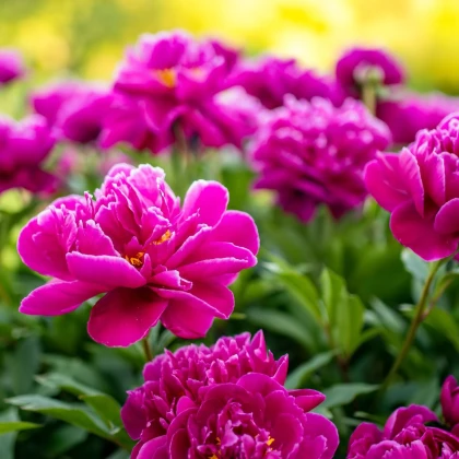 Pivoňka Karl Rosenfield - Paeonia lactiflora - prodej cibulovin - 1 ks