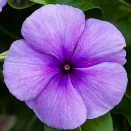 Barvínek Vitesse Blue F1 - Catharanthus r. - prodej semen - 30 ks