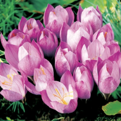 Krokus Zonatus - Crocus - prodej cibulovin - 3 ks