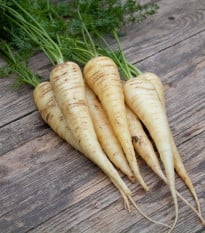 BIO Mrkev bílá Küttiger - Daucus carota - prodej bio semen - 200 ks