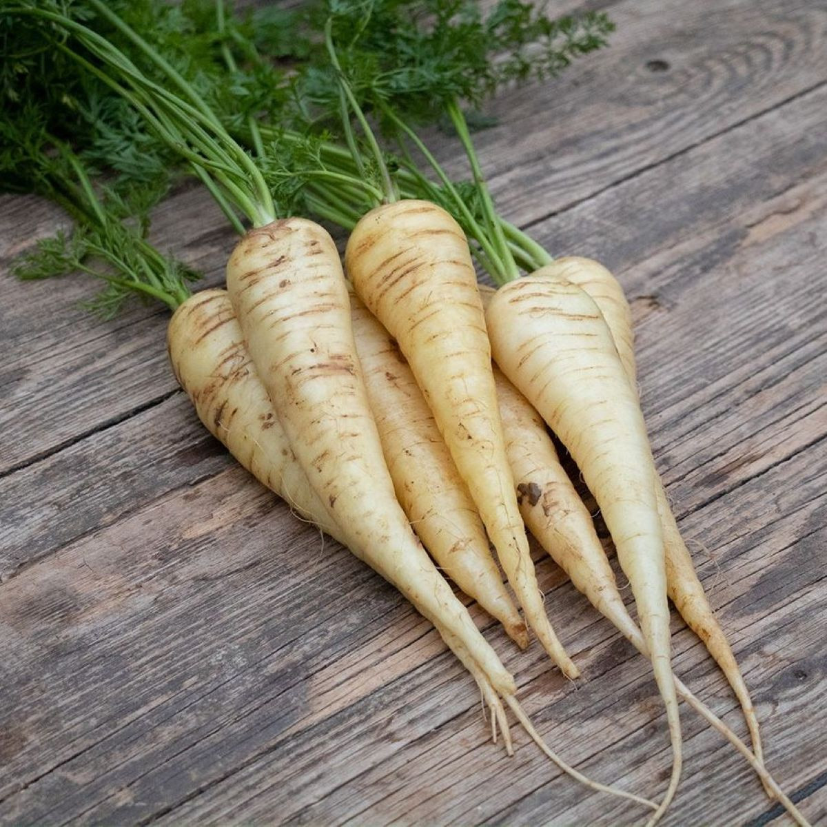 BIO Mrkev bílá Küttiger - Daucus carota - prodej bio semen - 200 ks