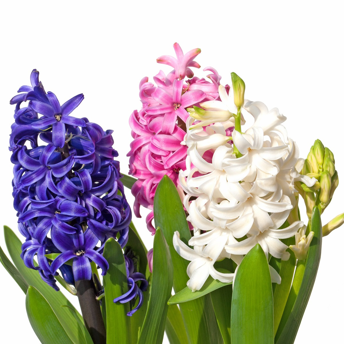 Směs hyacintů - Hyacinthus mix - prodej cibulovin - 5 ks
