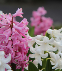 Směs hyacintů - Hyacinthus mix - prodej cibulovin - 5 ks